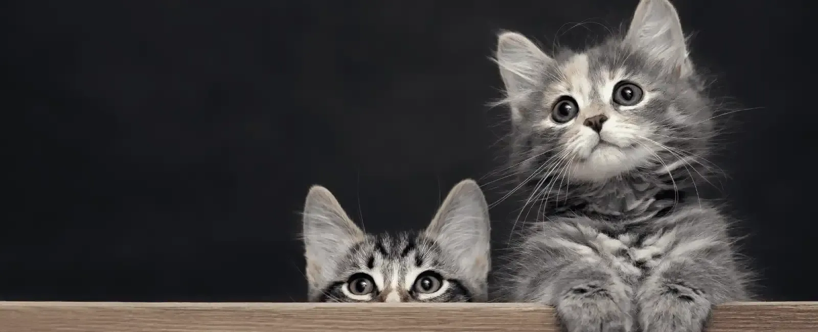 Montreal Road Animal Hospital