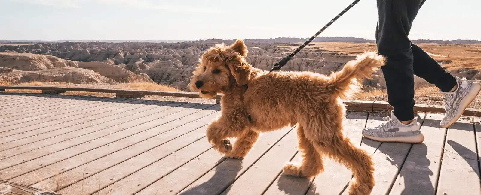 Montreal Road Animal Hospital