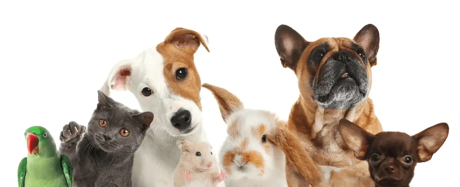 Montreal Road Animal Hospital