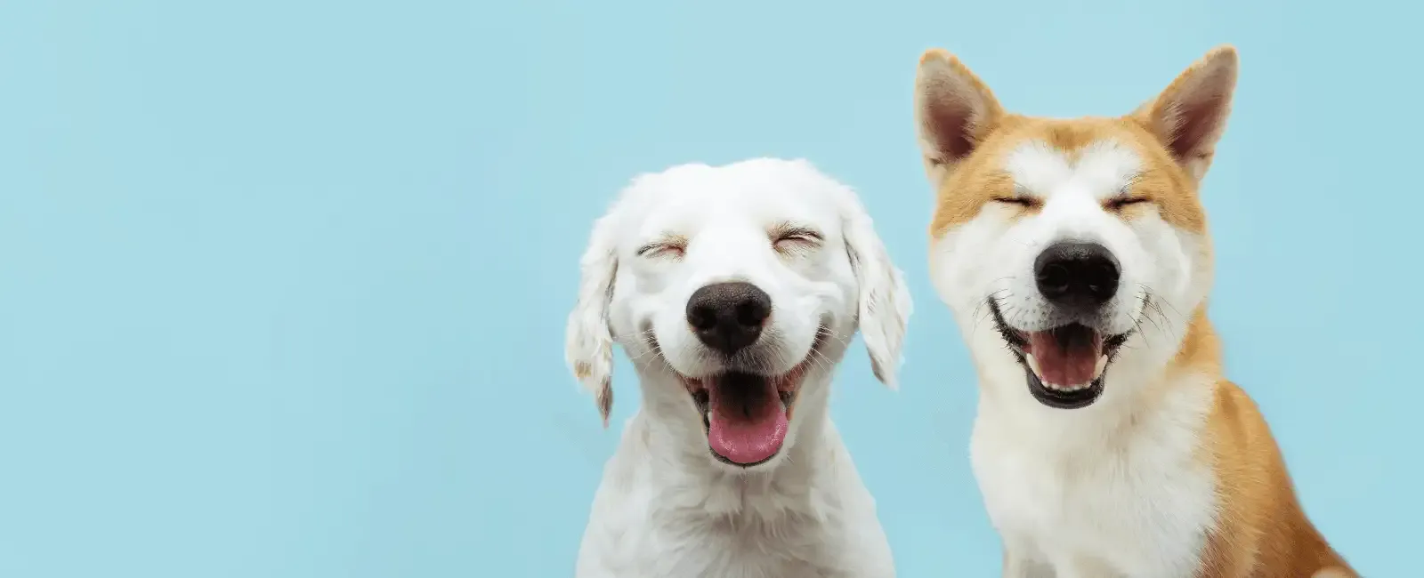 Montreal Road Animal Hospital