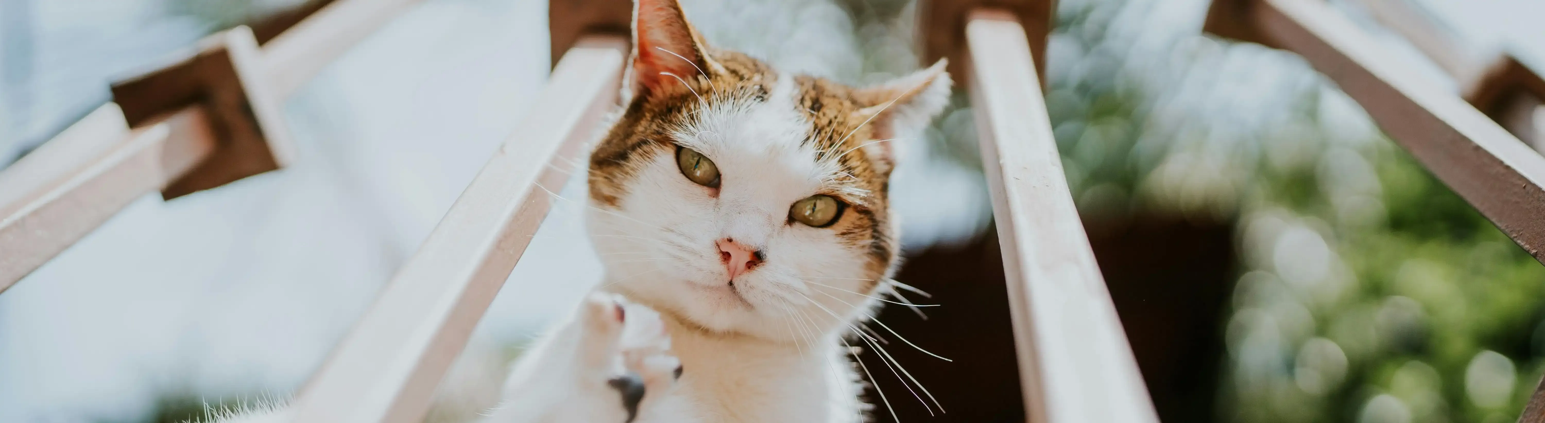 Montreal Road Animal Hospital