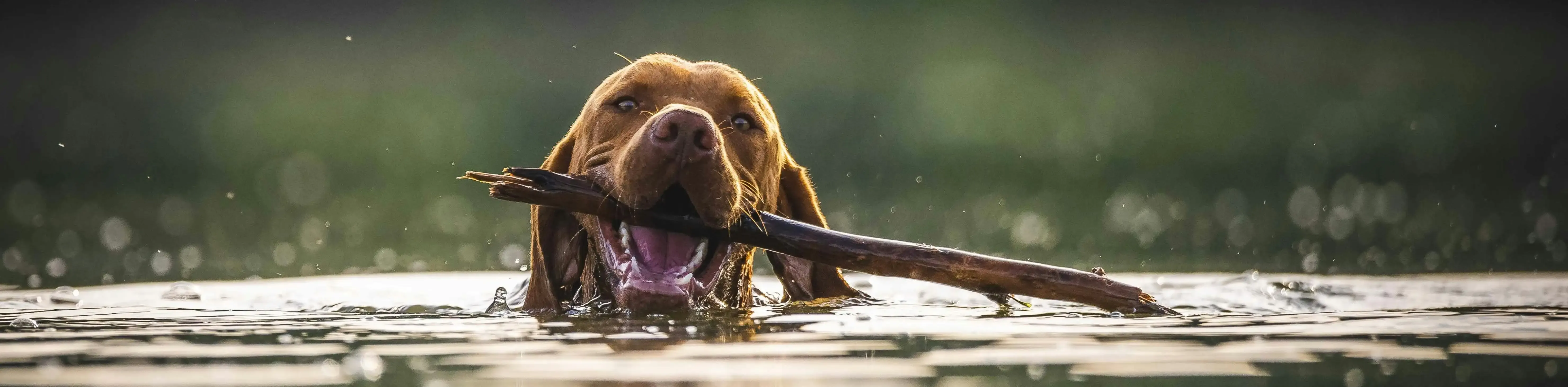 Montreal Road Animal Hospital