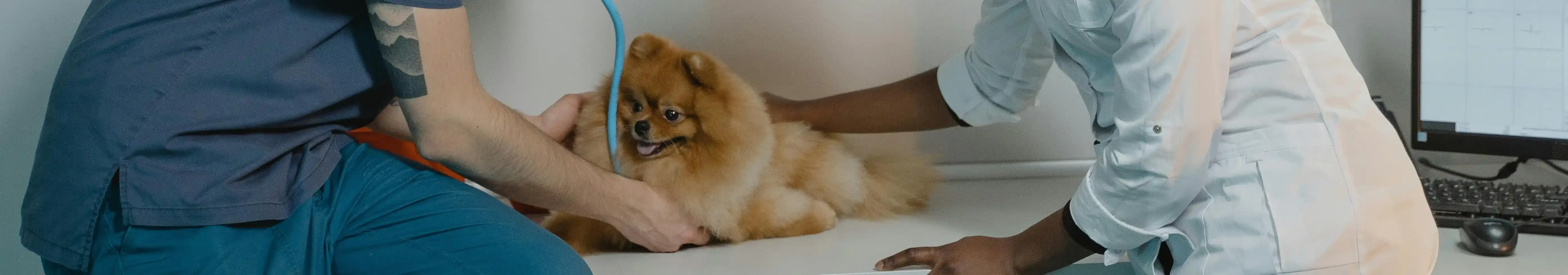 Walk-in Clinic & Urgent Care of Montreal Road Animal Hospital 24 Hour Emergency Care