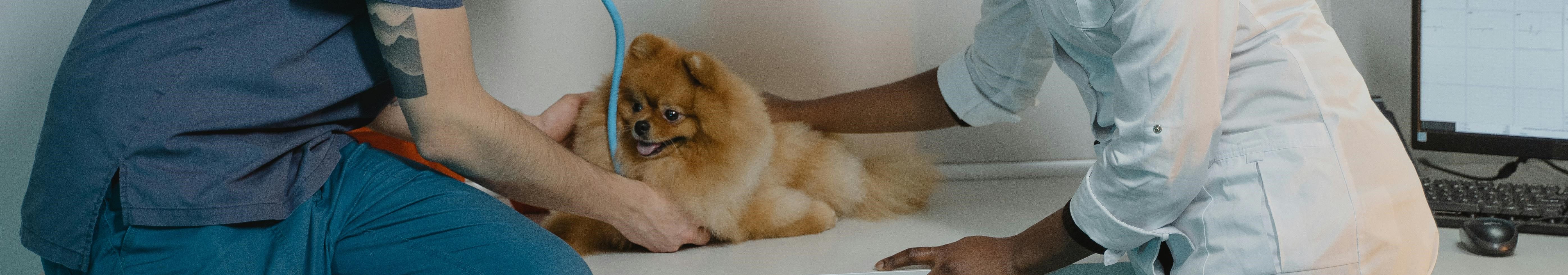 Walk-in Clinic & Urgent Care of Montreal Road Animal Hospital 24 Hour Emergency Care